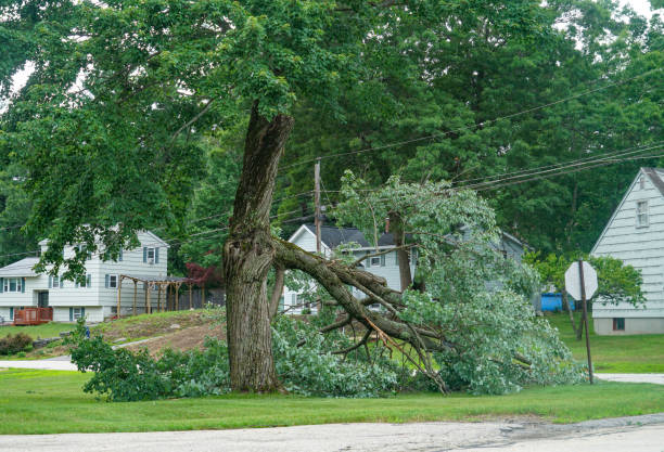 Best Hazardous Tree Removal  in Hasley Nyon, CA
